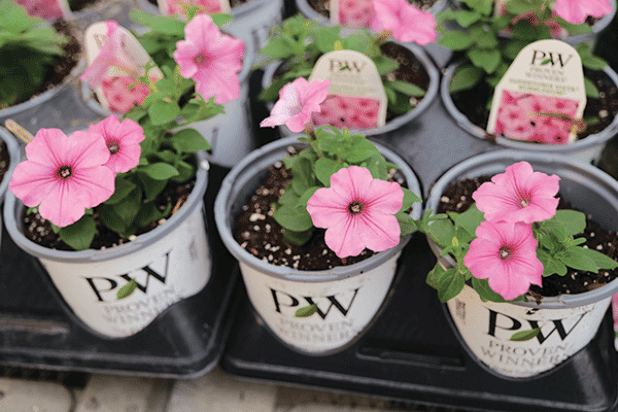 Supertunia Vista Bubblegum petunias are a vibrant choice for cool-season gardens. (Photo by Randy LaBauve/LSU AgCenter)