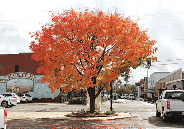 Who says south Louisiana doesn’t have fall colors?
