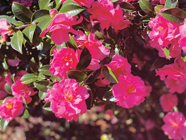 ShiShi Gashira camellia flowers make a beautiful display. They feature pink double flowers with yellow centers. (Photos by Heather Kirk-Ballard/LSU AgCenter)