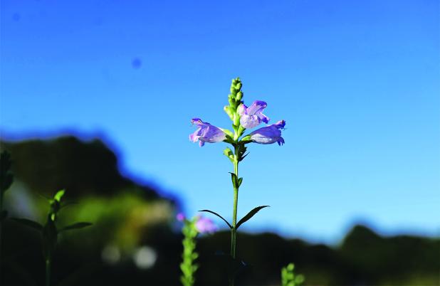 Obedient plant has tall, purple flower spikes that pollinators love. 
