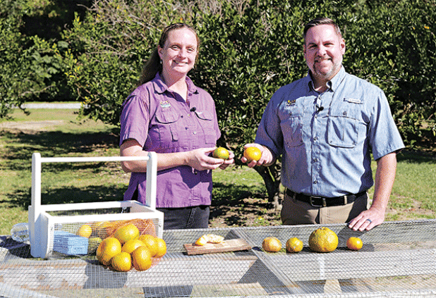 Anna Timmerman, left, an LSU AgCenter horticulture agent in Plaquemines and St. Bernard parishes, recently was a guest on a Get It Growing TV segment about citrus. Get It Growing is hosted by AgCenter horticulturist Jason Stagg, right. (Photo by Randy LaBauve/LSU AgCenter)