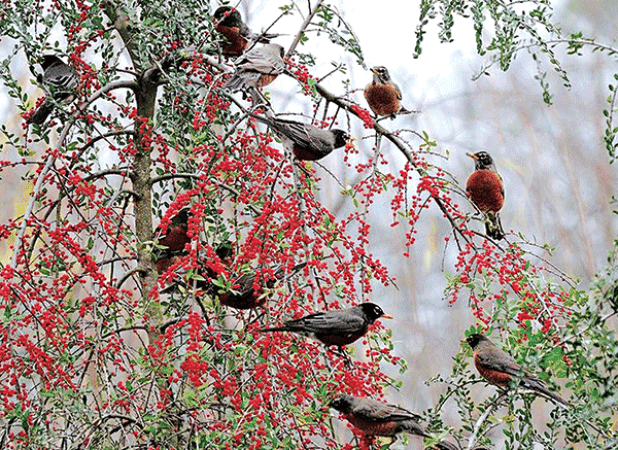 Keep wildlife and ecosystem services in mind when selecting plants. (Photo provided by Norman Winter) 