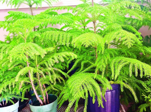 Norfolk Island pines can be found at many garden centers, florist shops and grocery stores this time of year. (Photo by Heather Kirk-Ballard/LSU AgCenter)