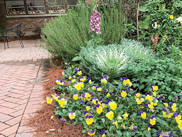 Cool-season annuals such as pansies, kale and foxglove grow well in the winter and can tolerate temperatures in the lower 20s. (Photo by Bob Mirabello/LSU AgCenter)