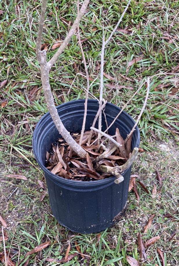 When cleaning up container plants, consider reusing soil for reuse or filling holes. (Photos by Heather Kirk-Ballard/LSU AgCenter)   