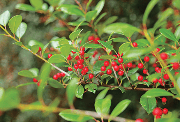 Festive red and green hues can be found in nature this time of year. (Photo by Randy LaBauve/LSU AgCenter)