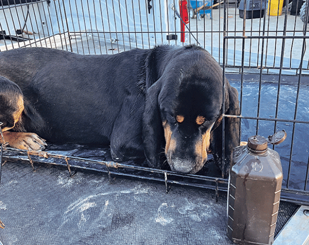 The neck of an abused dog. (St. Landry Parish Government photo)