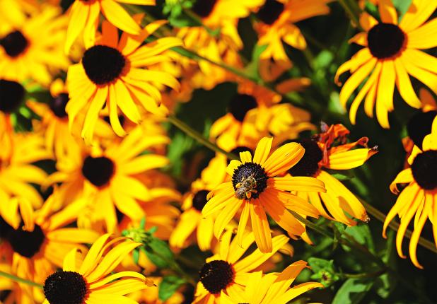 A bee collects pollen from rudbeckia flowers. (Photos by Olivia McClure/LSU AgCenter)