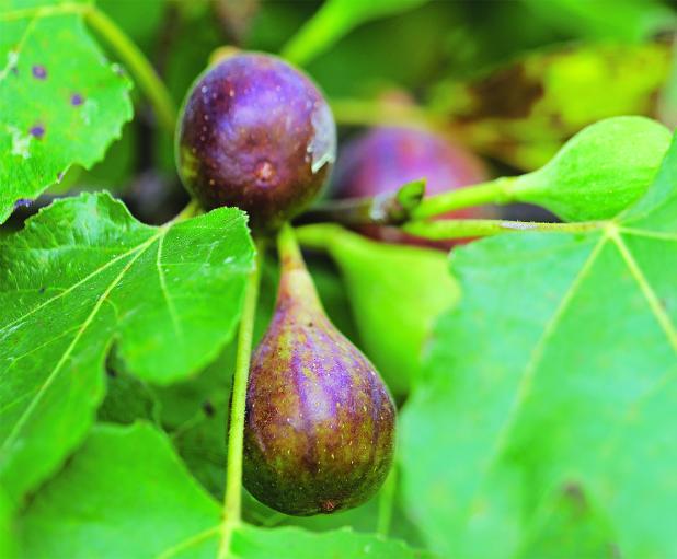 Some figs, like LSU Purple, turn a dark color as they ripen. 