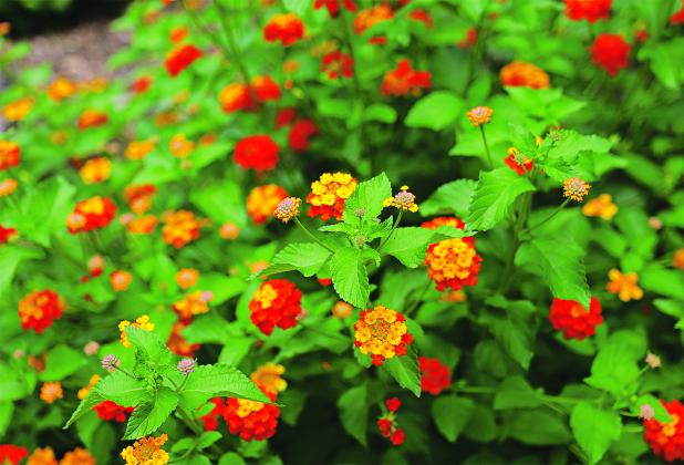 Lantana leaves have a velvety feel and a distinct scent. These traits help deter deer. (Photo by Olivia McClure/LSU AgCenter)