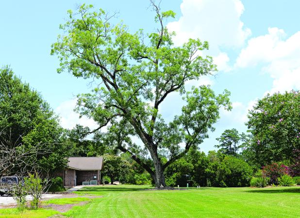 Sparse canopies on trees that normally have dense canopies often suffer from some type of health issue. These trees may pose additional risks during a storm. (Photo by Olivia McClure/LSU AgCenter)