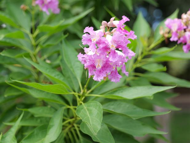 El Niño desert orchid is an ornamental shrub with pink-to-violet blooms in late spring and summer. (Photo by Olivia McClure/LSU AgCenter)
