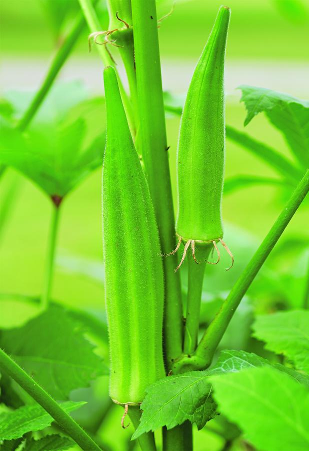 Okra thrives in the summer heat, making it a favorite in Louisiana gardens. Many varieties are available; Clemson Spineless, a popular choice, is pictured here.