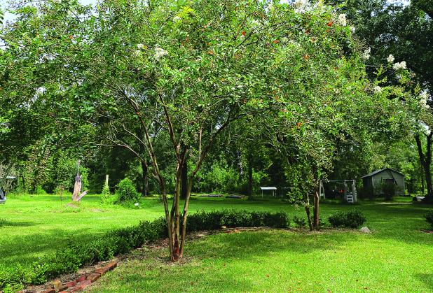 Crape myrtles are staples of Louisiana landscapes. This time of year, they often are affected by a disease called Cercospora leaf spot. 