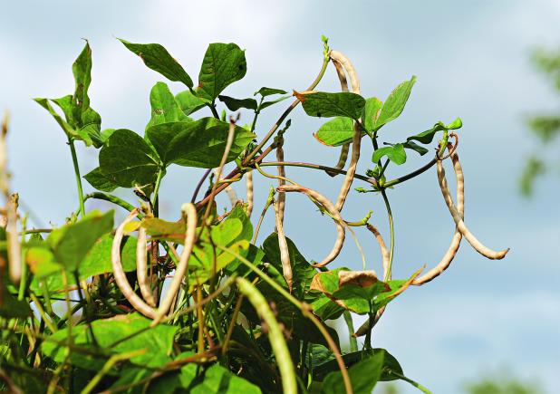 As summer vegetable gardens succumb to the heat and slow down, consider leaving your plants for a while longer so you can collect seeds to grow next year. Southern peas, like these Louisiana Purchase peas, can be left on the vine to dry. (Photo by Olivia McClure/LSU AgCenter)  