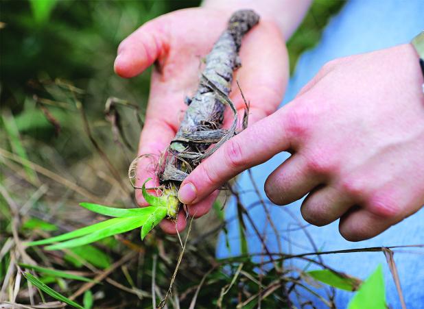 When dividing irises, look for younger, smaller rhizomes that have leaves emerging from their tips. Plant these rhizomes and discard older, larger ones that are not producing new growth. (Photo by Olivia McClure/LSU AgCenter)