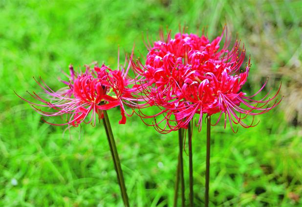 Red hurricane lilies are a feature of many Southern gardens. (Photo by Kyle Peveto/LSU AgCenter)