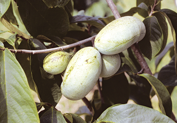 Pawpaw fruit is large, with a unique flavor that reminds some of mango and banana. (LSU AgCenter file photo)  