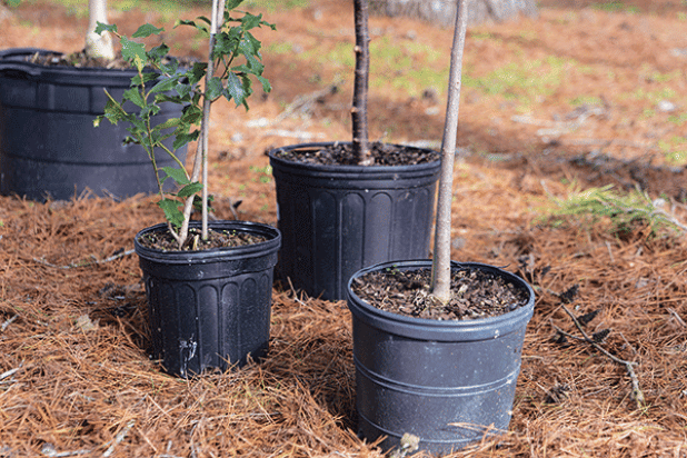 When planting a tree, dig the hole twice as wide as the diameter of the container and only as deep as the height of the container.