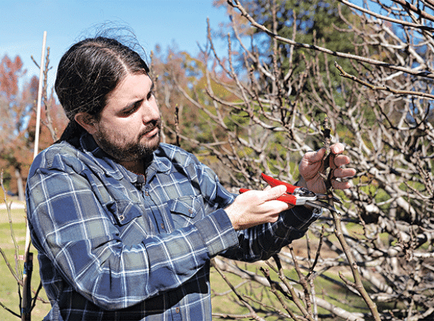 LSU AgCenter fruit and nut specialist Michael Polozola prepares to take a cutting from a fig tree. (Photos by Olivia McClure/LSU AgCenter)