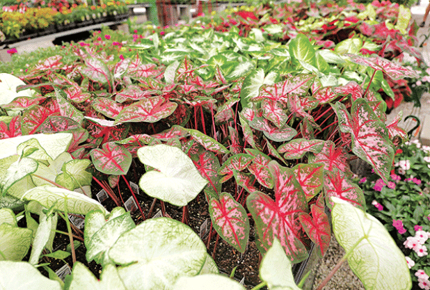 Caladiums are useful for adding a splash of color to shady locations. Photo by Olivia McClure/LSU AgCenter 