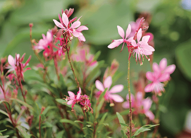 Gaura has dense foliage at its base and tall, delicate stems that bear small flowers. Steffi Dark Rose gaura features pink flowers on shorter plants. 