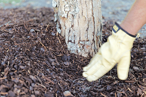 Take care to keep mulch from touching the base of the tree trunk. (Photo by Randy LaBauve/LSU AgCenter)
