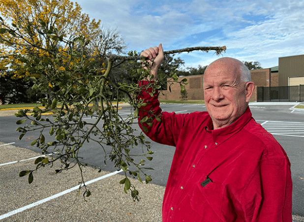 LSU AgCenter horticulturist Ed Bush holds a tree branch with mistletoe growing from it. Photo by Anna Ribbeck/LSU AgCenter