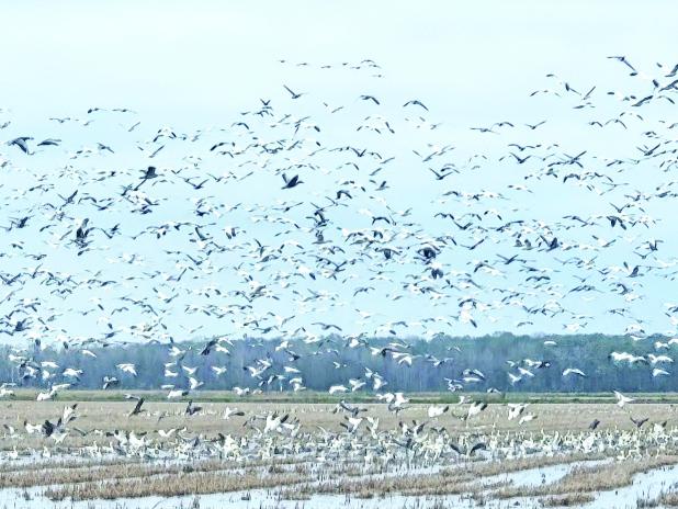 A mixture of geese, including Snow, Blue and Ross’ geese, take flight from a cut and flooded rice field in the Tri-Parish area on a recent day. Goose hunting seasons are still open in St. Landry Parish, which has areas in the Louisiana Department of Wildlife and Fisheries East and West Waterfowl Zones. For more information on the 2025-2026 goose hunting regulations, visit www.wlf.louisiana.gov. (Photo by Claudette Olivier) 