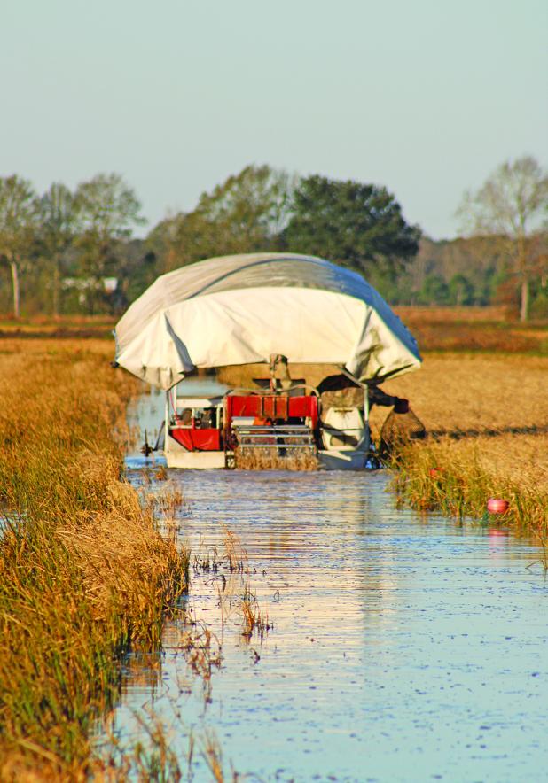 A crawfisher runs crawfish traps in a field just east of Eunice on a recent morning.