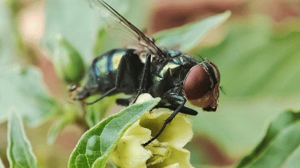 The New World screwworm is the larvae of the fly Cochliomyia hominivorax. It was recently detected in Mexico near the Guatemala border and could have devastating impacts on livestock and wildlife in the United States, said Christine Navarre, LSU AgCenter extension veterinarian. Adobe Stock photo