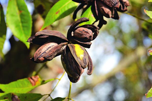 Pecans grow on a tree in Pointe Coupee Parish in early November. (Photo by Kyle Peveto/LSU AgCenter)