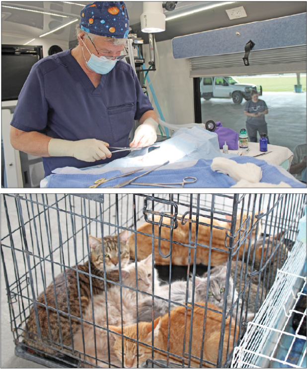 The Bayou Animal Rescue Krewe of Lake Charles mobile unit was parked at the Northwest Community Center pavilion Tuesday morning to provide free clinical services for ferals (cats with no owners or strays). Dr. Joe Stark performed vaccinations and other preventive small surgeries on the furry ferals. Lisa Primeaux with The Bayou Animal Rescue Krewe of Lake Charles said 40 cats and one dog were spayed or neutered at the event. Primeaux said she hopes that the mobile will be in Eunice once a month. (Photos by 