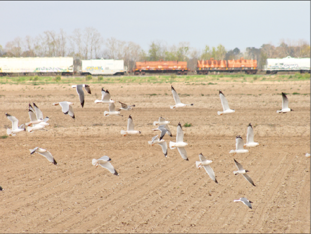 A flock of seagulls takes off from an empty rice field just west of Eunice as a train rolls along the Union Pacific rail line. The shore birds were more than 70 miles from the coast on a recent day. (Photo by Claudette Olivier)
