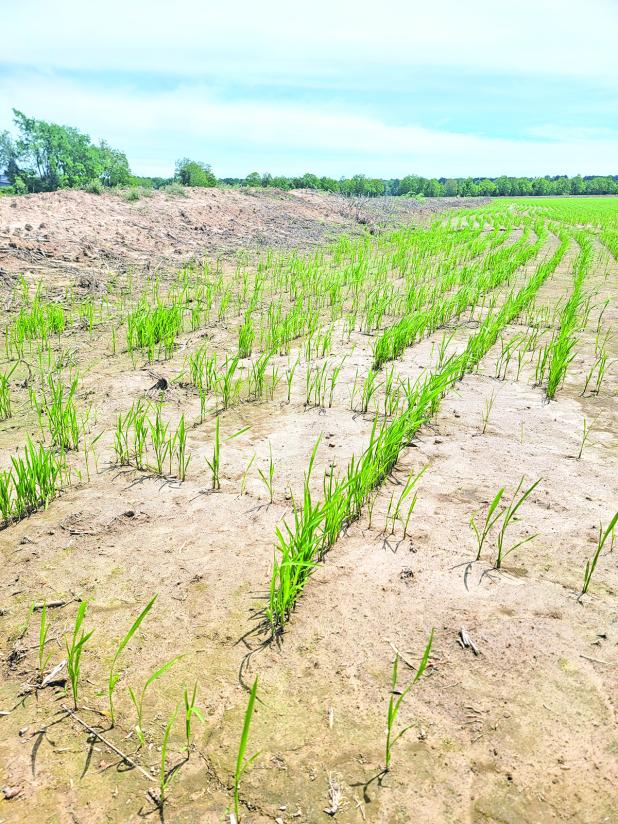 Rice fields across Acadiana are taking on a familiar springtime appearance as farmers have begun establishing permanent floods, transforming freshly planted fields into shallow, reflective landscapes that signal steady crop progress. This field, located near the Eunice Airport, has not yet been flooded for the season. (Photo by Claudette Olivier)