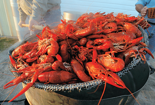 LSU AgCenter crawfish agent Todd Fontenot said that despite the historic freezing conditions and snowfall in many crawfish-producing parishes, producers and consumers can expect a quick rebound. (LSU AgCenter file photo)
