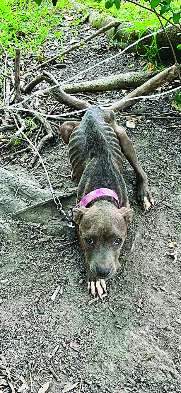 Chained malnourished canine  