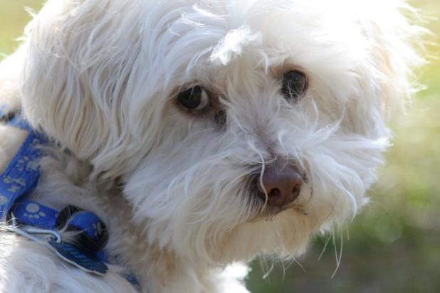 Animal Shelter intake closed.