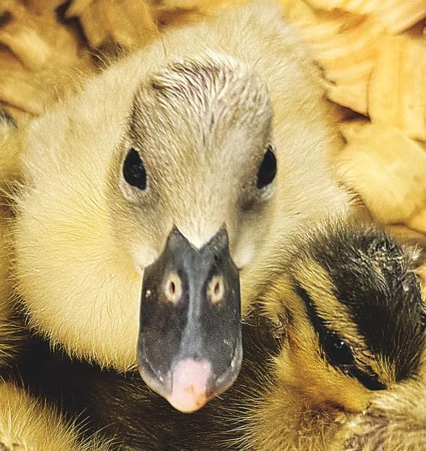 Farmers market duck