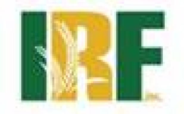 International Rice Festival