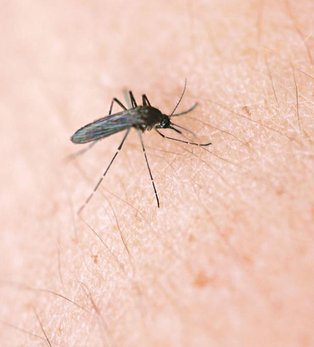 Mosquito