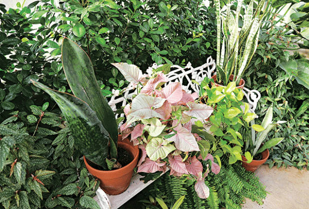 Snake plant, syngonium ivy and pothos ivy are commonly grown as houseplants. (Photos by Randy LaBauve/LSU AgCenter)