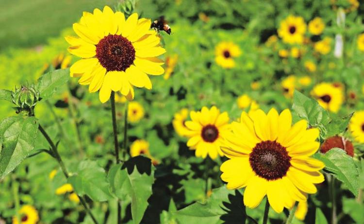 Pollinators love Suncredible yellow sunflowers. (Photo by Heather Kirk-Ballard/LSU Ag-Center)