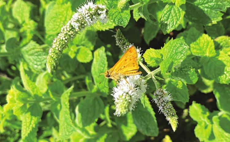 A butterfly visits a mint plant. (Photo by Heather Kirk-Ballard/LSU AgCenter)