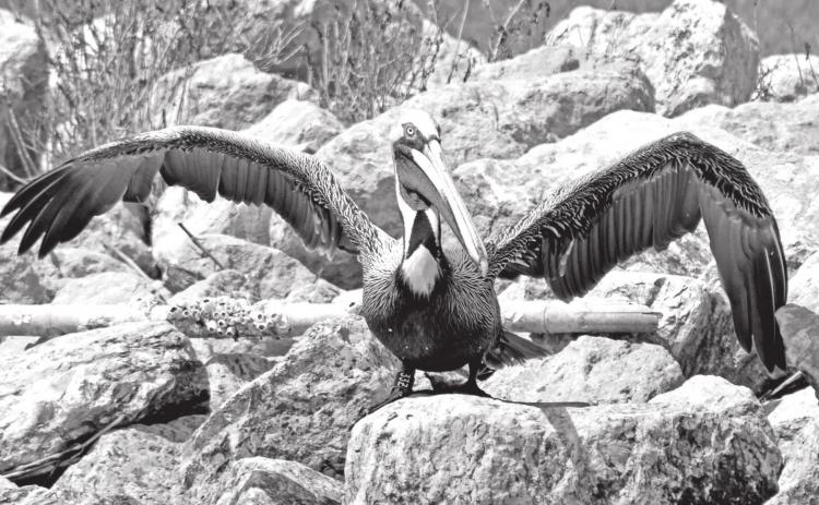 The brown pelican photographed by LDWF biologist Casey Wright on Queen Bess Island in March 2021.