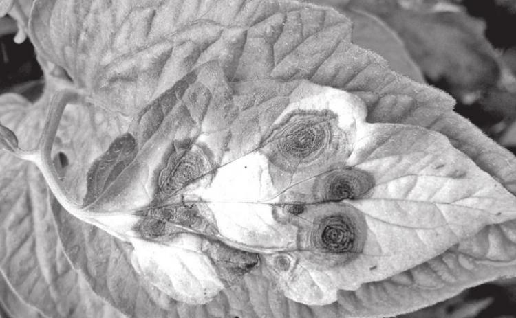 A tomato leaf exhibits early blight circular lesions with concentric rings. (Photo by Raj Singh/LSU AgCenter)