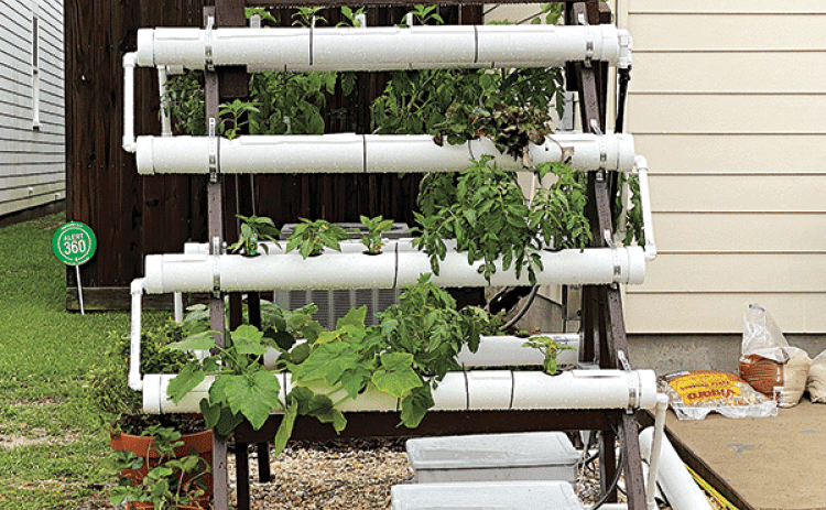 By Heather Kirk-Ballard  LSU AgCenter horticulturist  When gardeners think of micro gardens, they may think of micro greens — but micro gardening is so much more than that.   Shrinking lot sizes and growing urban sprawls are leaving less room for vegetation, and that raises a challenge for both urban and suburban gardeners. They will have to grow to meet these changes.   Micro gardening is a method of gardening that is ideal for those with limited or nontraditional spaces to plant and grow vegetables, fruit