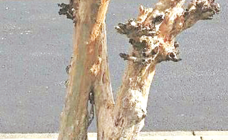 When pruning trees, work with their natural form. Do not butcher trees as has been done to these crape myrtles. (LSU AgCenter file photo by Dan Gill)