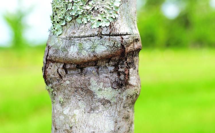 Trees generally should not be staked for more than one growing season. When staking materials are left in place too long, they can girdle a growing tree and cause unsightly damage to its trunk.