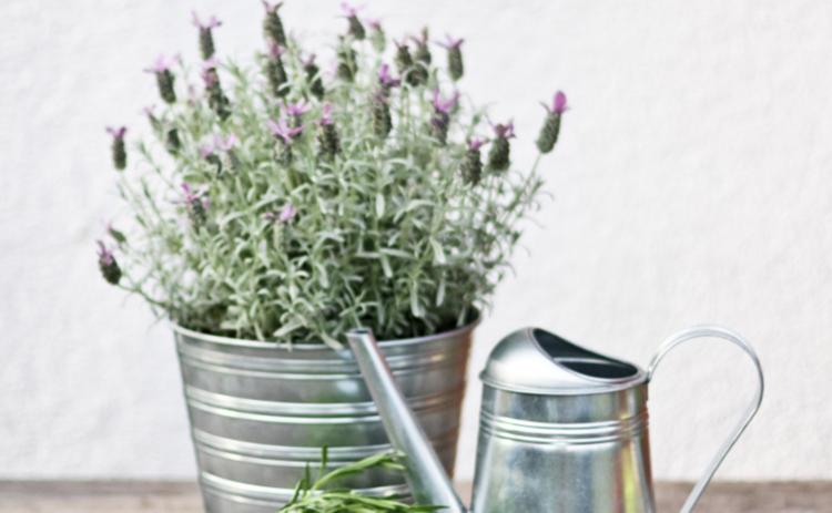 Grow herbs year-round in Louisiana. (LSU AgCenter file)photo)